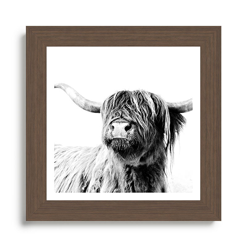 HIGHLAND CATTLE FRIDA Framed Art Print Gallery Image 57