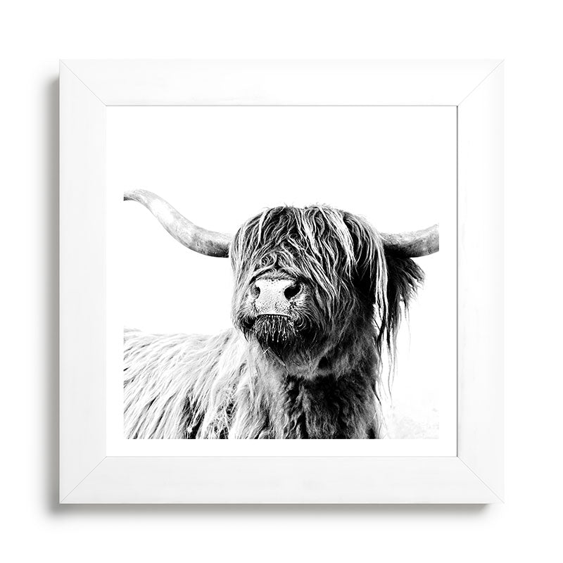 HIGHLAND CATTLE FRIDA Framed Art Print Gallery Image 79