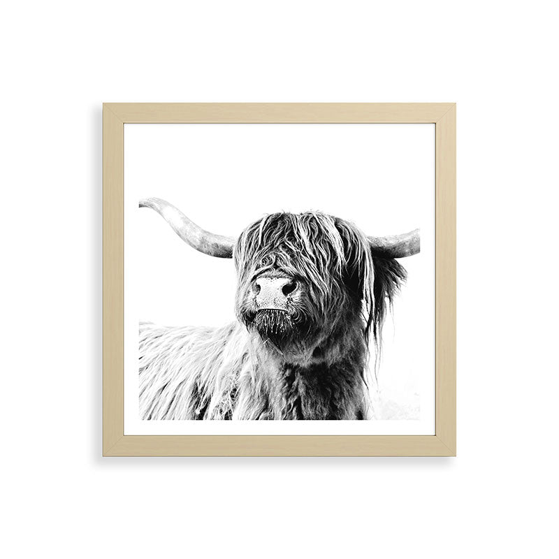 HIGHLAND CATTLE FRIDA Framed Art Print Gallery Image 71