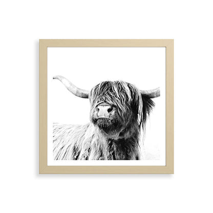 HIGHLAND CATTLE FRIDA Framed Art Print Gallery Image 71