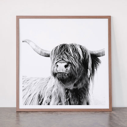 HIGHLAND CATTLE FRIDA Framed Art Print Gallery Image 66