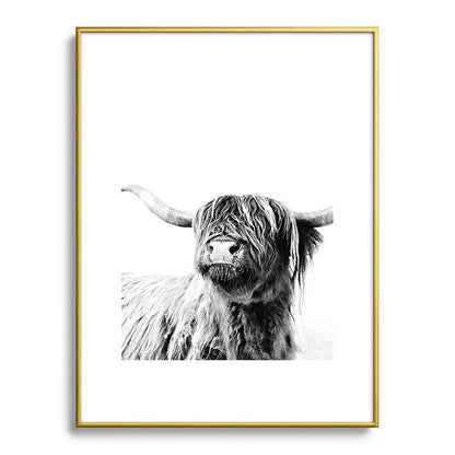HIGHLAND CATTLE FRIDA Framed Art Print Gallery Image 125