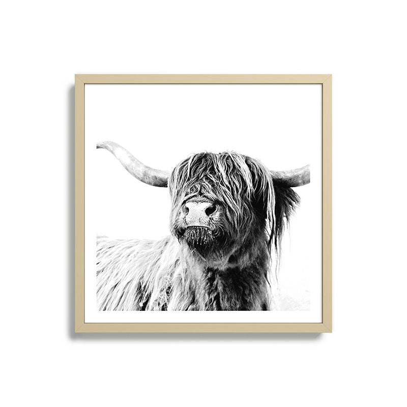 HIGHLAND CATTLE FRIDA Framed Art Print Gallery Image 27