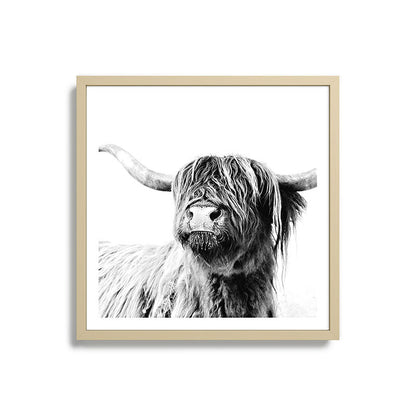HIGHLAND CATTLE FRIDA Framed Art Print Gallery Image 27