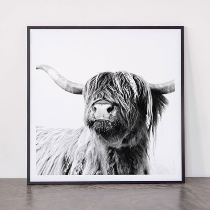 HIGHLAND CATTLE FRIDA Framed Art Print Gallery Image 11