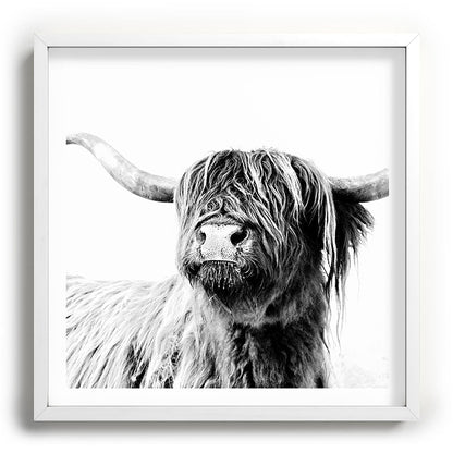 HIGHLAND CATTLE FRIDA Framed Art Print Gallery Image 118