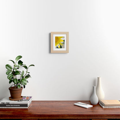 Petals in Full Light Framed Art Print Gallery Image 43