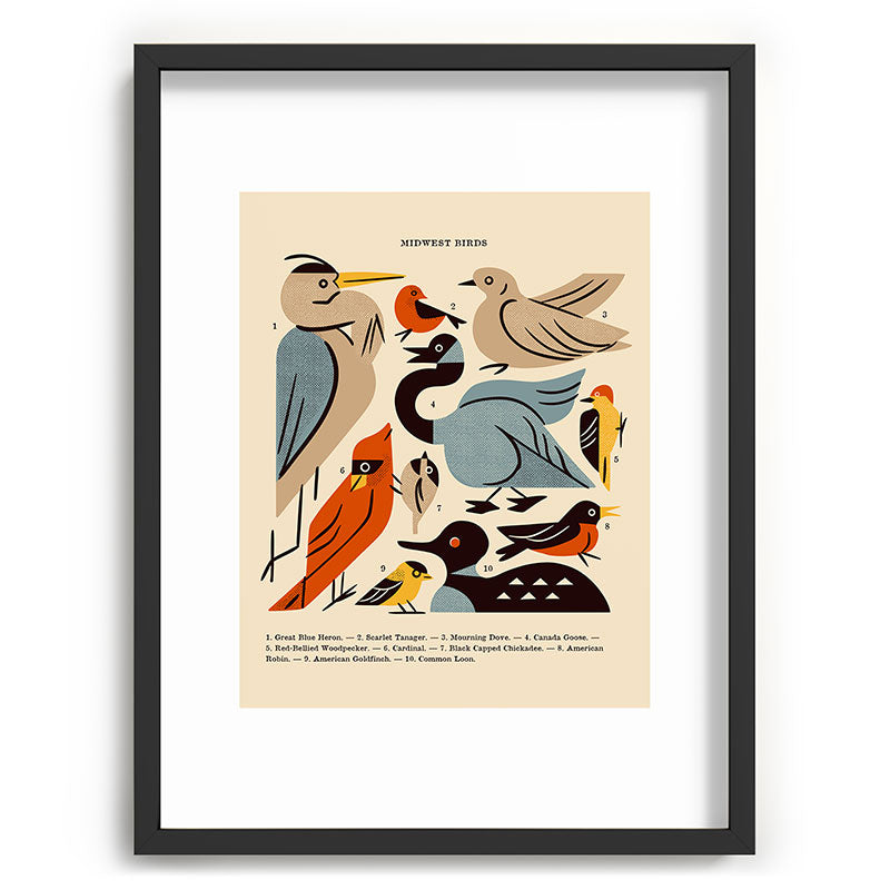 Midwest Birds Guide Framed Art Print Gallery Image 83