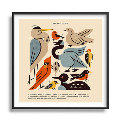Midwest Birds Guide Framed Art Print Gallery Image 122