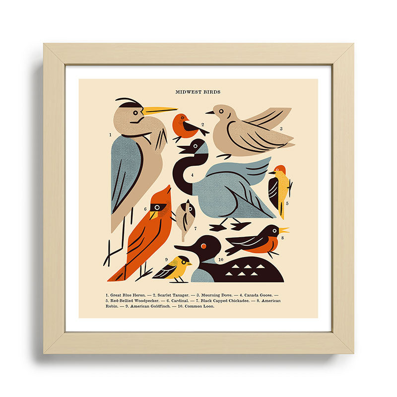 Midwest Birds Guide Framed Art Print Gallery Image 24